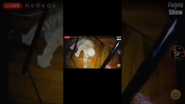 стрим с русланом смотреть онлайн