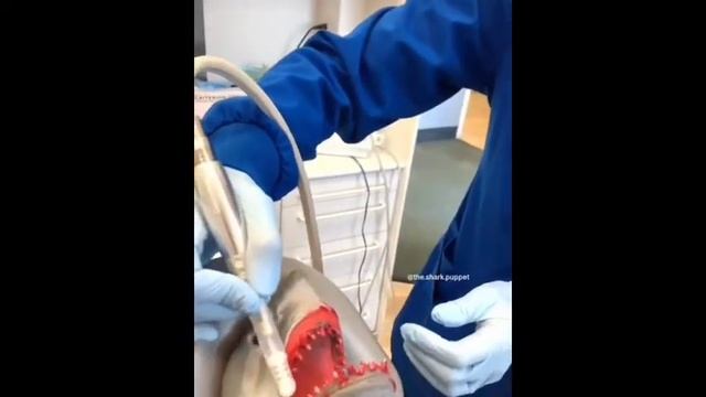 MINI Shark Puppet Compilation смотреть онлайн