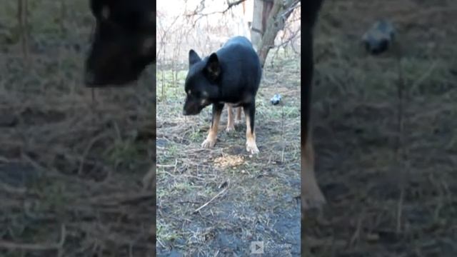 ПОМОЧЬ ТАК ЛЕГКО !!! ПОСТАВЬ ЛАЙК И ПОДПИШИСЬ !!! смотреть онлайн