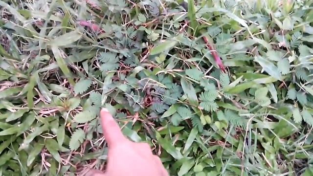Sexy trees(mimosa) 100% Natural смотреть онлайн