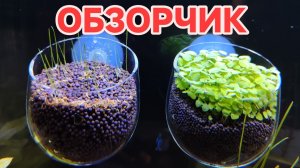 Что случилось за неделю в аквариумах