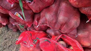 Свекла сорт "Бордо" урожай 2021 г.