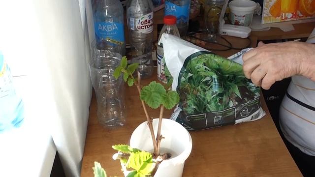 3. Проращивание черенков винограда - самый простой способ. Третья часть. смотреть онлайн