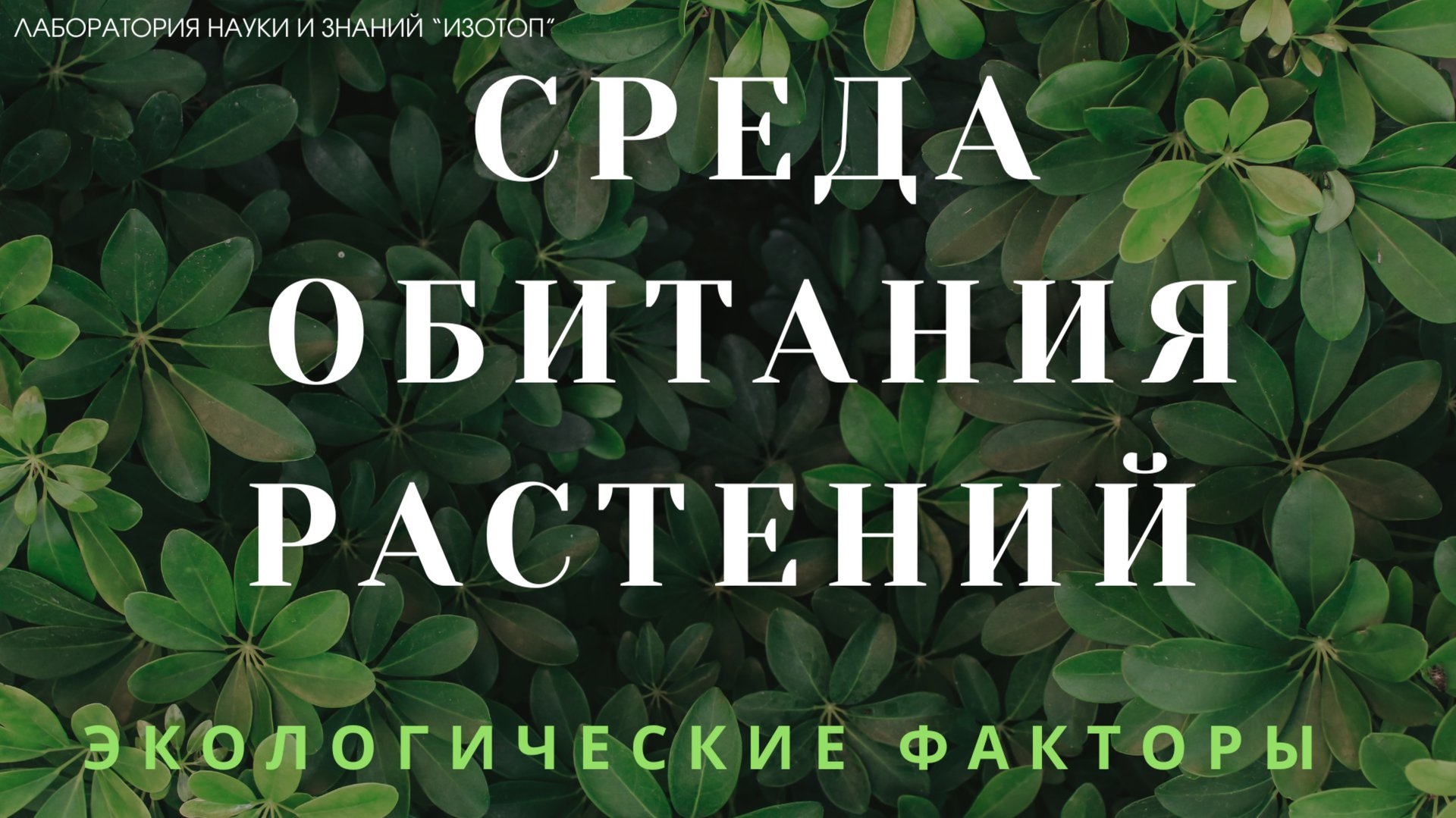 Среда обитания растений. Экологические факторы смотреть онлайн