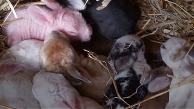 ЗАВОДЧИК ХОТЕЛ УСЫПИТЬ ЕГО.НО НЕРАВНОДУШНАЯ ДЕВУШКА ЗАБРАЛА МАЛЫША СЕБЕ#СПАСЕНИЕЖИВОТНЫХ