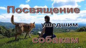 Посвящение  собакам, ушедшим за радугу.