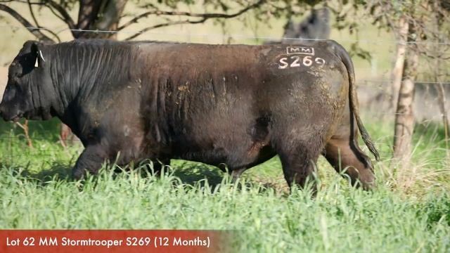 Lot 62 MM Stormtrooper S269 смотреть онлайн