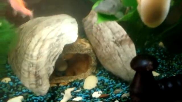 мой аквариум (сомик на листочке отдыхает!!) смотреть онлайн