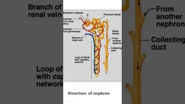 #nephron смотреть онлайн
