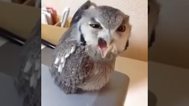 Когда хочешь привлечь внимание, но ты пьяный в щи