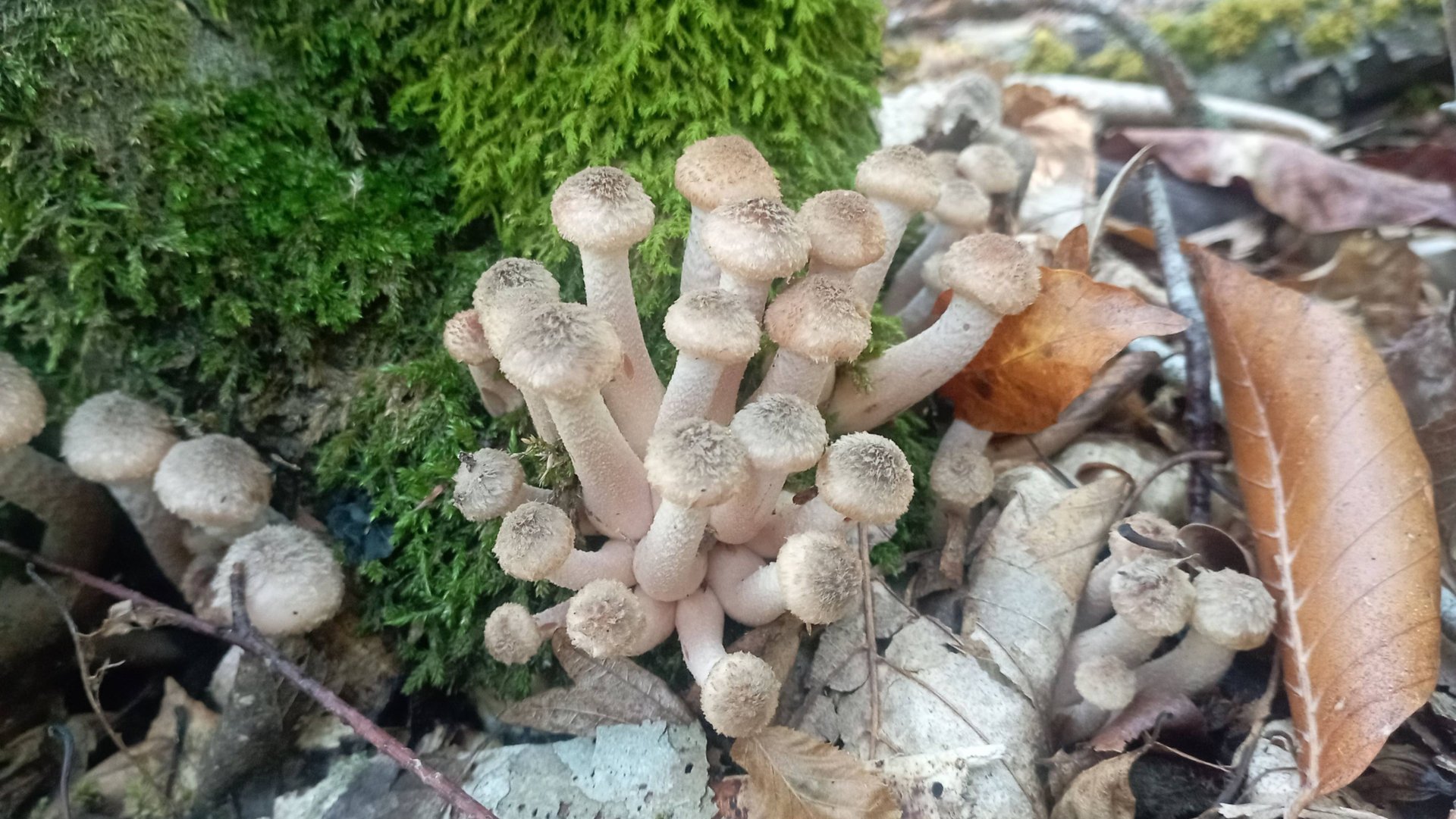 ОПЁНОК ОСЕННИЙ СЕВЕРНЫЙ! Вкусный, полезный, но паразит. Грибная азбука. смотреть онлайн