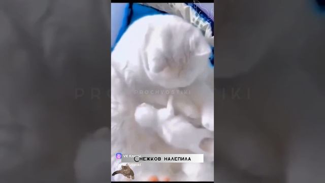 vkclips_20250103052508 смотреть онлайн