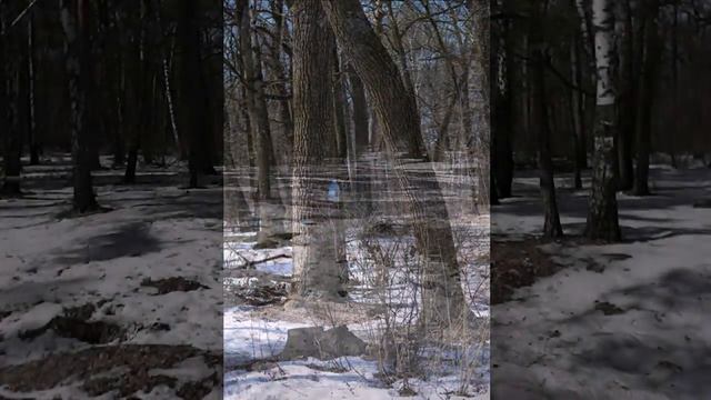 В Титовском лесу. смотреть онлайн