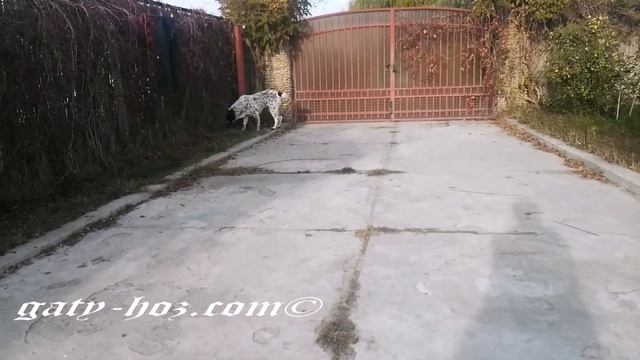 Дашка Гаты Хоз дочь Черноголовой смотреть онлайн