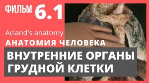 ВНУТРЕННИЕ ОРГАНЫ ГРУДНОЙ КЛЕТКИ. Анатомия человека. Видеоатлас Acland. Фильм 6.1