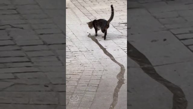 Котейка и ручеек.