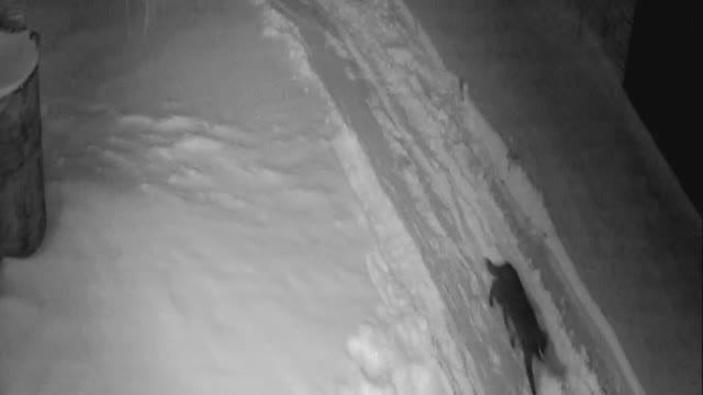 Ночь, зима, кот