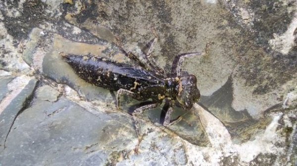 Личинка Стрекозы