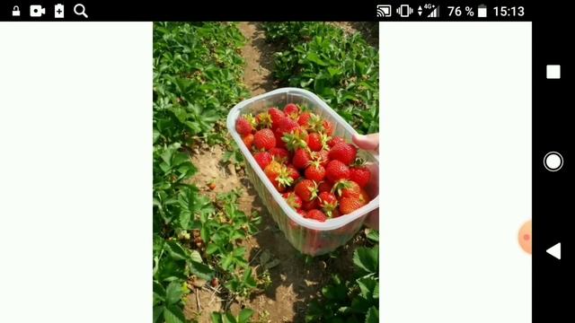 Бизнес-идея: Выращивание клубники круглый год. смотреть онлайн