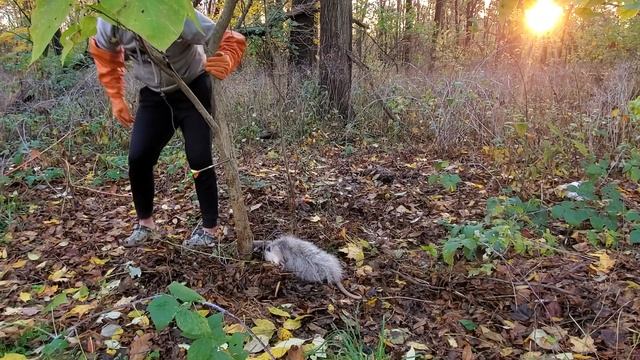 PICKING UP A OPOSSUM! (TRAPPING COONS PART 1) смотреть онлайн
