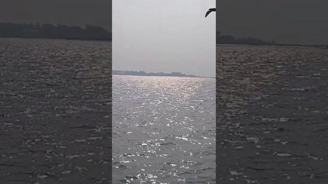 #chilka lake #Siberian birds смотреть онлайн