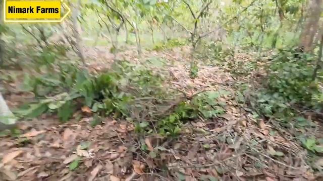 How to prune cocoa Trees for more yield / How to increase yield of Trees/ #chocolate #agriculture смотреть онлайн