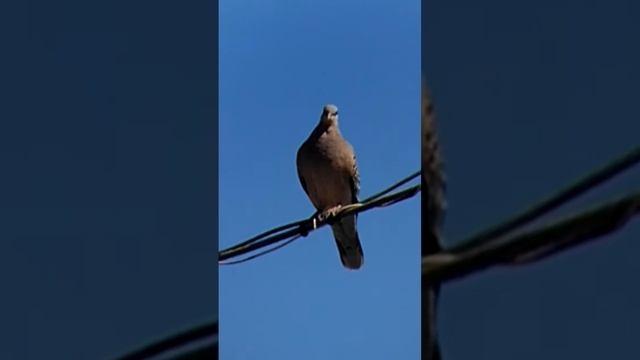 большая горлица. #горлица#birdwatching#birdlover #bird #птицы#birds #птица #birdsounds