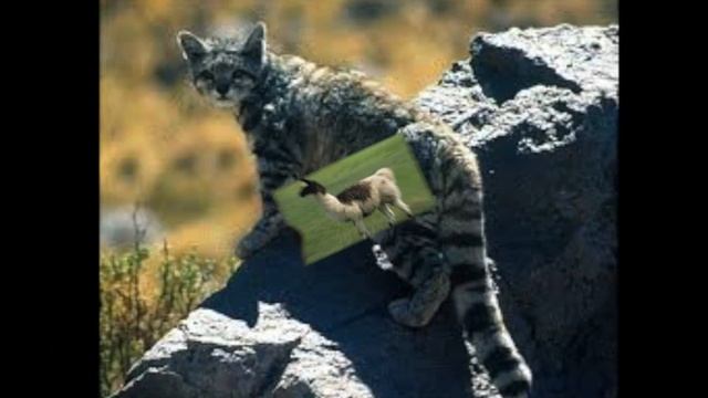 ANIMALES DEL PERU смотреть онлайн