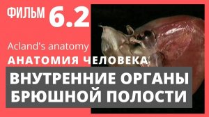 ВНУТРЕННИЕ ОРГАНЫ БРЮШНОЙ ПОЛОСТИ. Анатомия человека. Видеоатлас Acland. Фильм 6.2