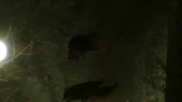 Кошкоеды смотреть онлайн