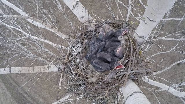 Ворон 160311 1 на березе за Кисьвой 6 5 25 покакал смотреть онлайн
