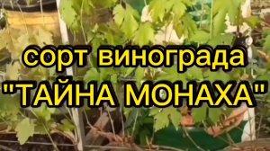 сорт винограда «ТАЙНА МОНАХА».