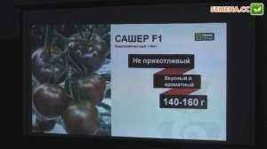 Сашер F1 томат (Yuksel) семинар 29.11.2016
