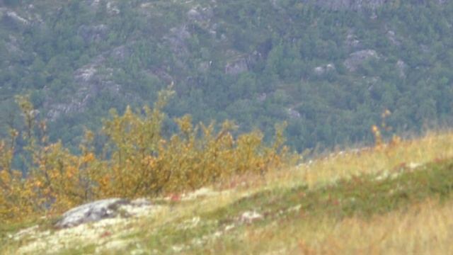 Суровая природа Крайнего Севера. смотреть онлайн