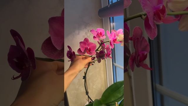 Орхидея - прекрасное растение для спальни, ночью орхи выделяют кислород смотреть онлайн