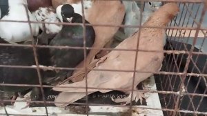 Майкопские голуби.+7 918 457-00-50 Сергей Иванович