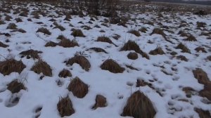 охота на волка.на приваде