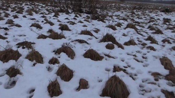 охота на волка.на приваде