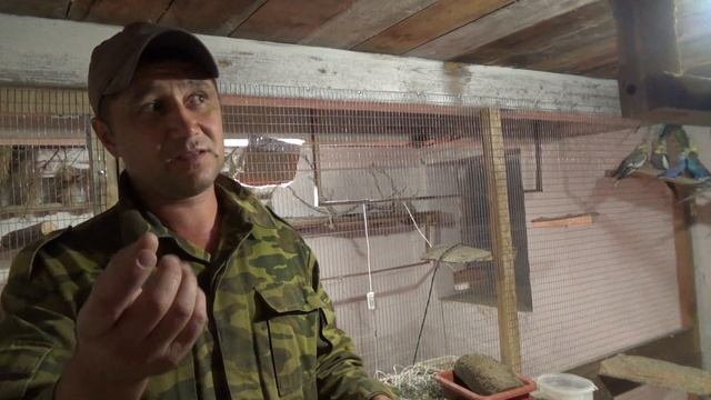 Карелла полностью выздоровела, начала летать. смотреть онлайн