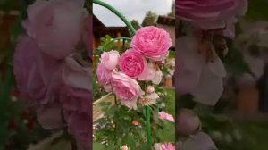 Роза Жасмина🌹сезон 2024🌹 не Роза, а свадебный торт❤️ Подмосковье