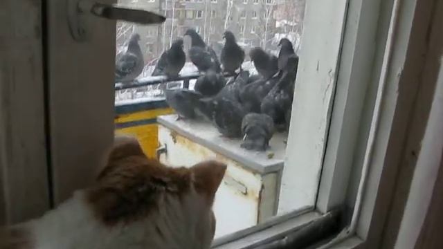 12.12.2010 голуби.avi смотреть онлайн
