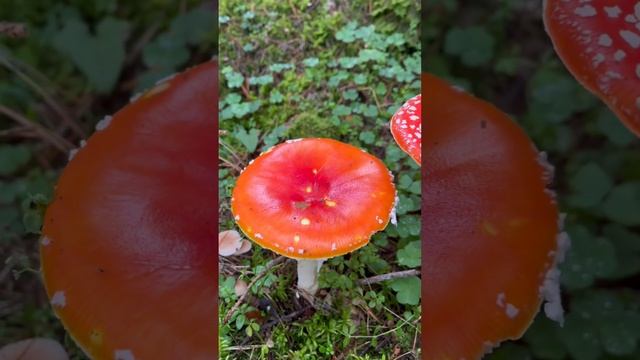 Грибной сезон открыт #грибы #осень #урожай #природа #рецепты #отдых #лето #pilze #herbs смотреть онлайн