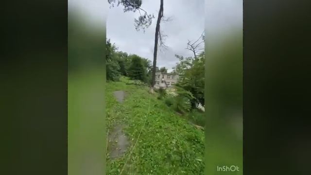 Удаление высокого дерева с завешивание макушки по частям смотреть онлайн