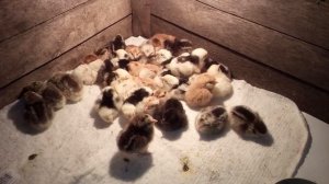 Цып,цып мои цыплятки!