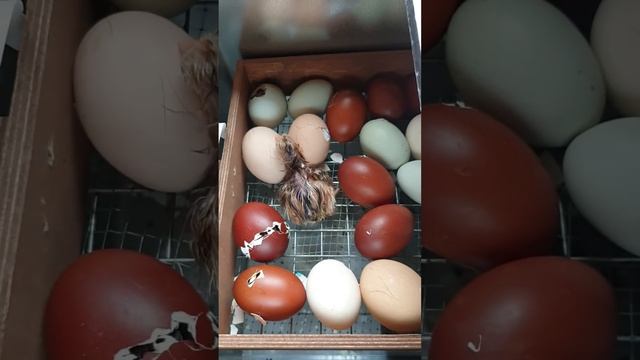 Вылуп цыплят. смотреть онлайн