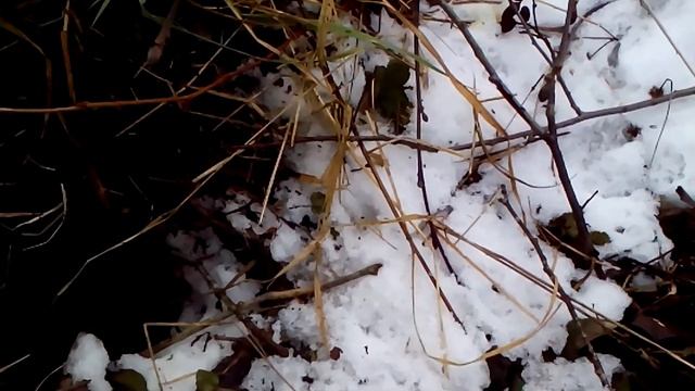 Пойман огромный нор. смотреть онлайн