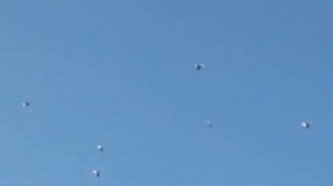 бой голубей