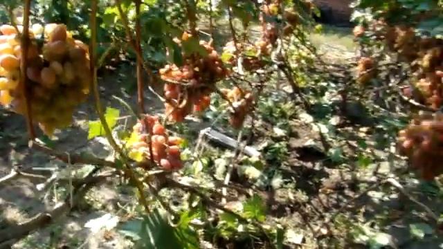 "Троечка КРАЙНОВА" - ПРЕОБРАЖЕНИЕ смотреть онлайн