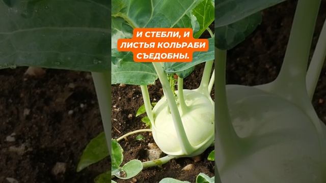 Факты о кольраби №7 #кольраби #капуста #дача #огород #земледелие смотреть онлайн