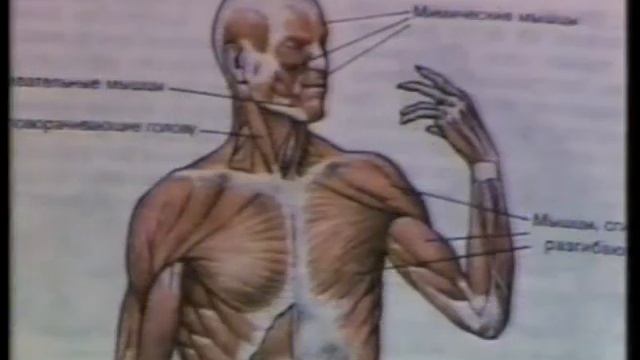 Физиология_Опора и движение смотреть онлайн